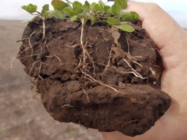 Argentina - Esclarecen el rol de las raíces en la salud de suelos y ecosistemas - Image 3
