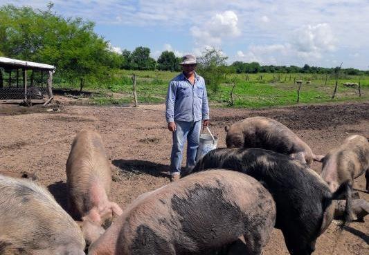 Argentina - Actividad porcina durante la pandemia: Recomendaciones del INTA - Image 1