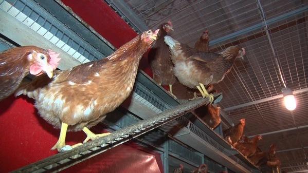 Argentina - Producción de huevos de gallinas libres de jaulas, único modelo en el país - Image 3