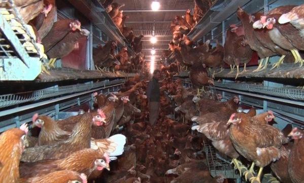 Argentina - Producción de huevos de gallinas libres de jaulas, único modelo en el país - Image 2