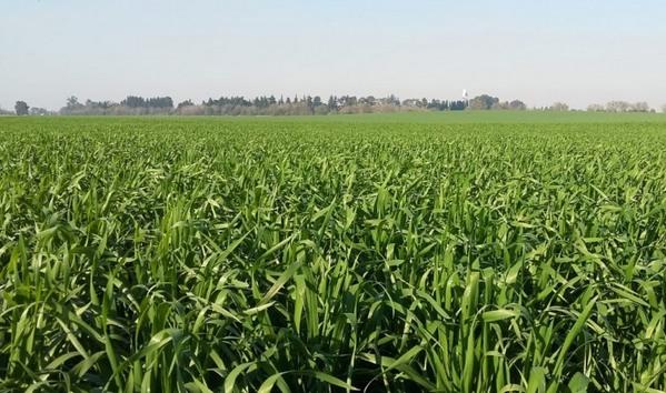Argentina - Fertilización: apuntes para potenciar el rinde del trigo - Image 1