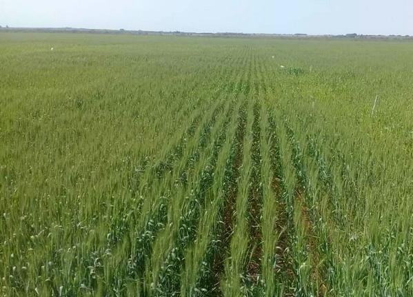 Argentina - Fertilización: apuntes para potenciar el rinde del trigo - Image 3
