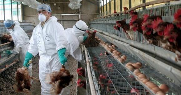 China - Detectan primer caso mundial de gripe aviar H10N3 en humanos - Image 1