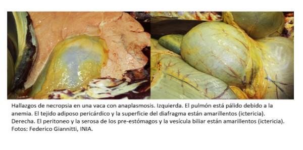 INIA La Estanzuela alerta a productores lecheros acerca de la ocurrencia de brotes de anaplasmosis bovina. - Image 1