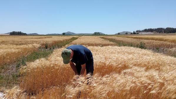 Argentina - Evalúan biofertilizante que aumenta el rendimiento del trigo - Image 1