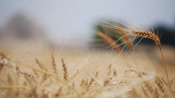 Argentina - Presentan una herramienta para ajustar la fertilización en trigo - Image 1