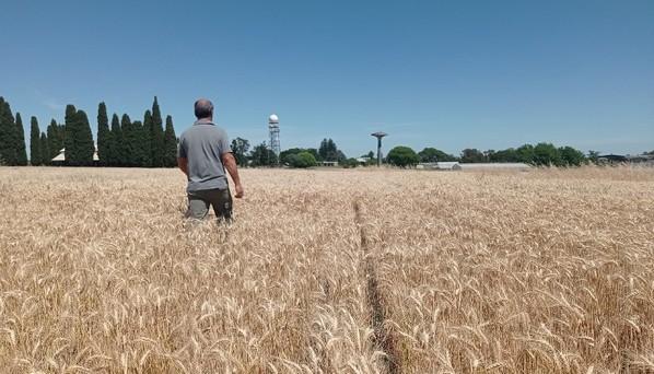 Argentina - Presentan una herramienta para ajustar la fertilización en trigo - Image 3