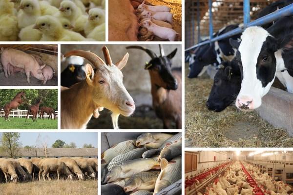 México - CONAFAB presenta hallazgos 2021 de la industria alimentaria animal - Image 1