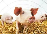 USDA sobre la confirmación de la peste porcina africana en la República Dominicana - Image 1