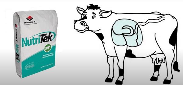 De la mano de Provimi llega a la Argentina NutriTek: máximo poder para optimizar la salud intestinal del ganado lechero - Image 1