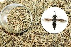 La mosca soldado negra puede reemplazar la harina de soja en cerdos en crecimiento - Image 1