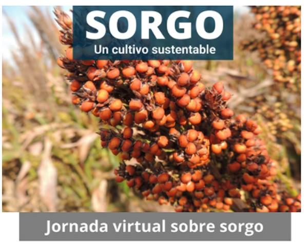 Jornada virtual. Sorgo: un cultivo sustentable - Image 1