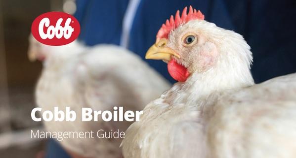 Nueva Guía de Manejo de Pollos de engorde de Cobb - Image 1