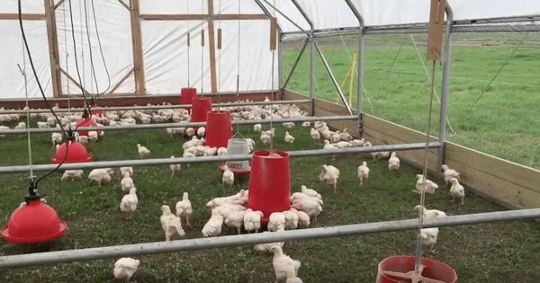 EE.UU. - Perdue Farms prueba gallineros móviles con energía solar - Image 3