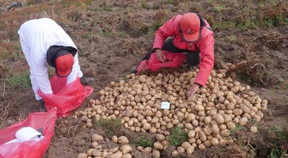 Perú - Anuncian una nueva patata resistente a enfermedades - Image 1