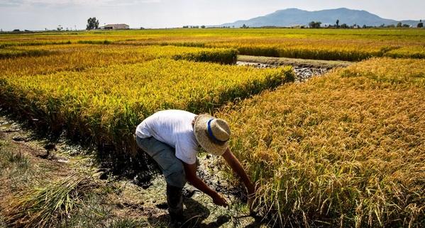 España - Cómo mitigar el cambio climático desde la agricultura - Image 2