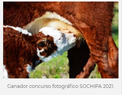 Exitoso congreso SOCHIPA 2021, abordó como tema central la ganadería inteligente - Image 2