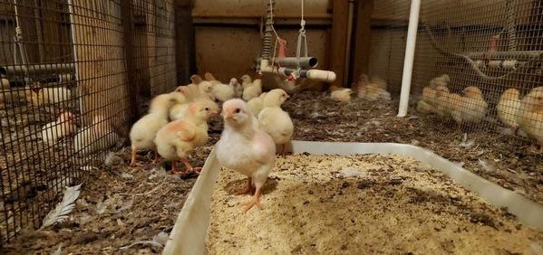 EE.UU. - Calor de leña para los pollos =  Medio ambiente y Bienestar animal - Image 1