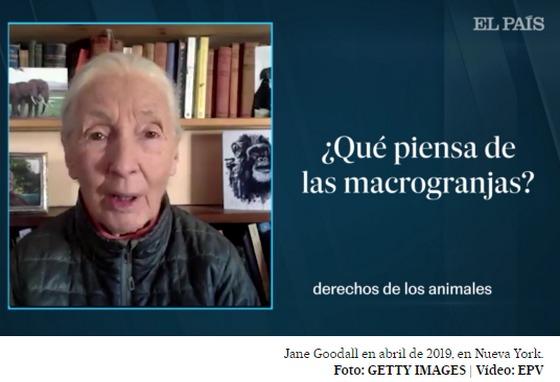 Jane Goodall: “No podemos cerrar todas las macrogranjas pero podemos mejorarlas” - Image 1