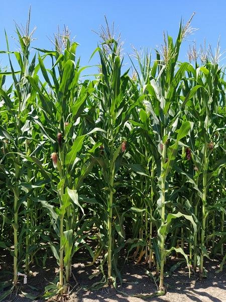 Argentina - Nuevas estrategias para el manejo del maíz - Image 3