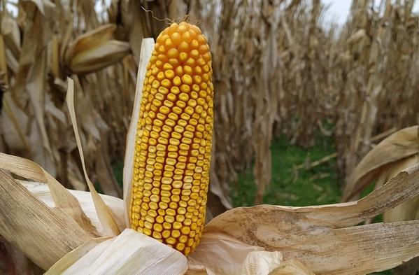 Argentina - Nuevas estrategias para el manejo del maíz - Image 1