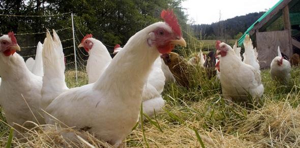 México - Desarrollan modelos de producción orgánica en pollos y gallinas - Image 2