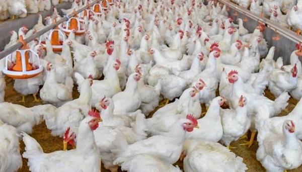 En 2022 aumentará la producción de carne de pollo - Image 3
