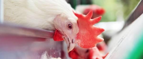 Asia - Equipar a los líderes avícolas del mañana - Image 1