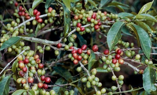 Perú - Evaluando Ocratoxina A en Coffea arabica L. (café verde y tostado) - Image 1