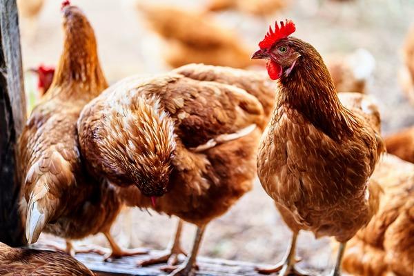 Alimento balanceado, clave en el desarrollo de la industria avícola nacional - Image 1