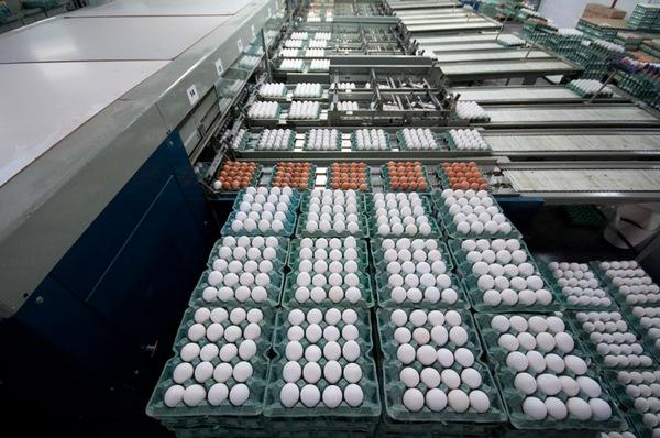 Argentina - San Miguel: Una granja que apuesta a la producción de huevos a pesar de la incertidumbre - Image 5