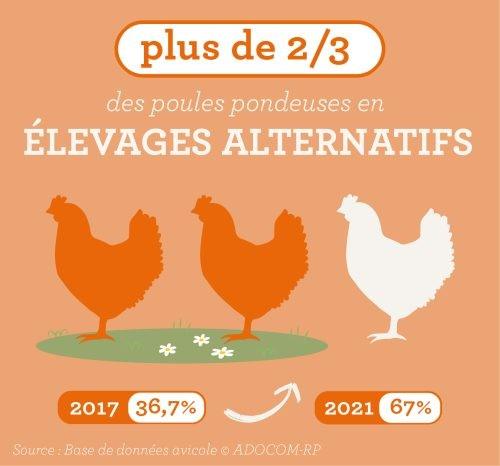 Francia - 1 de cada 2 gallinas en crianza alternativa - Image 2