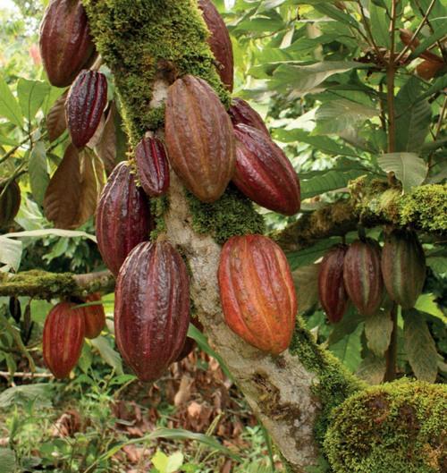 Perú - Manual de buenas prácticas agrícolas para el cultivo del cacao - Image 2