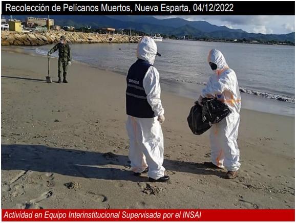 Venezuela - Influenza Aviar H5N1: Boletín Epidemiológico Zoosanitario - Image 3