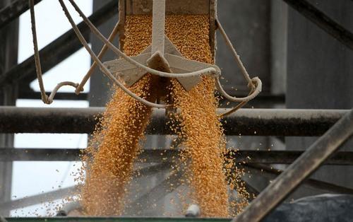 México - Decreto para dejar de importar maíz genéticamente modificado - Image 1