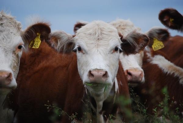 Argentina: La seca pone en riesgo a la mitad del rodeo bovino nacional - Image 1