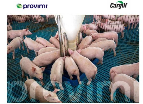 Claves para lograr la mejor conversión alimenticia en cerdos - Image 1