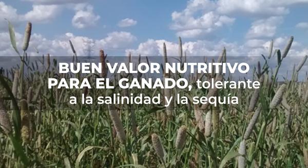 México: Mijo perla, una opción para forraje con tolerancia a la sequía y con un alto rendimiento - Image 1