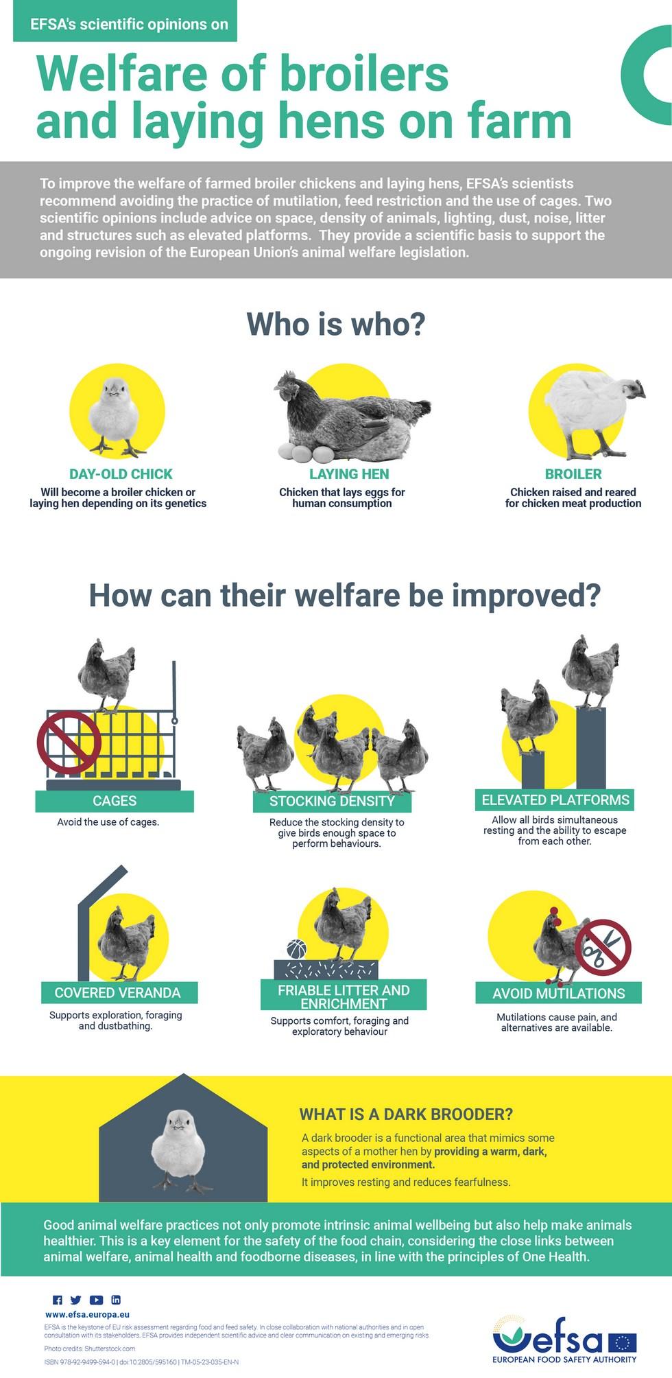 Unión Europea - EFSA: Alternativas para mejorar el bienestar de pollos gallinas - Image 1