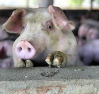 Argentina - Especialización en Producción y Sanidad Porcina - Image 1