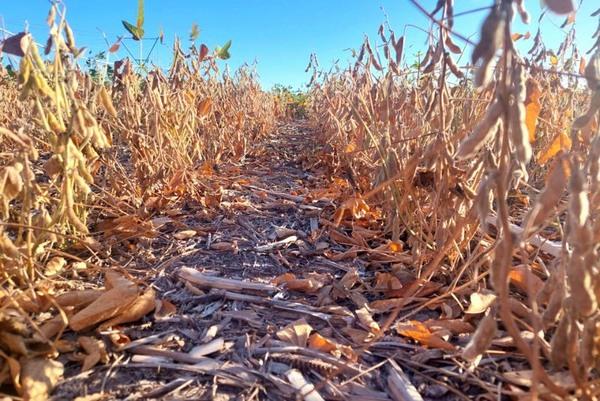 Argentina - Soja: cómo minimizar pérdidas de granos en la cosecha - Image 1