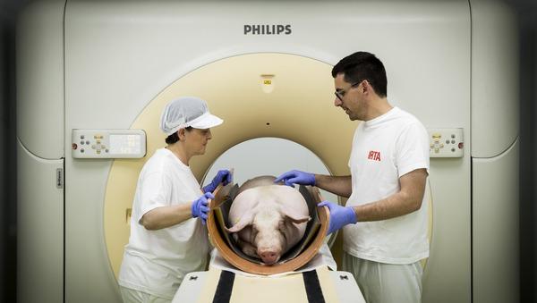 España - La tomografía computarizada para mejorar la producción porcina - Image 3