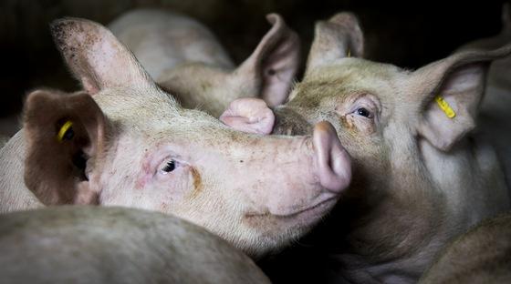 Producción ecológica: Supervivencia y resiliencia de los cerdos para fomentar - Image 1