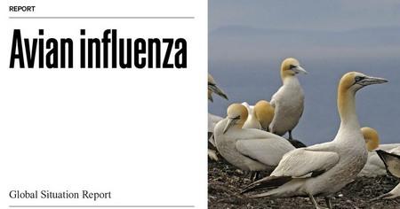 Influenza Aviar: Nuevo reporte de situación de WOAH - Image 1