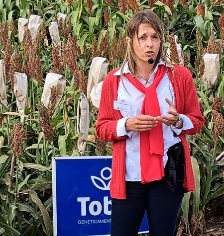 Argentina - Lanzan nueva línea de semillas de trigo en el país - Image 3