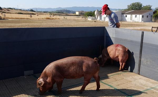 España - Estudiar microbioma intestinal del cerdo para curar las enfermedades mentales humanas - Image 1
