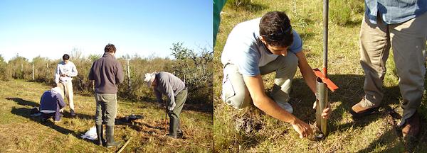 Pastorear los pastizales del Río de la Plata conserva el carbono del suelo - Image 2