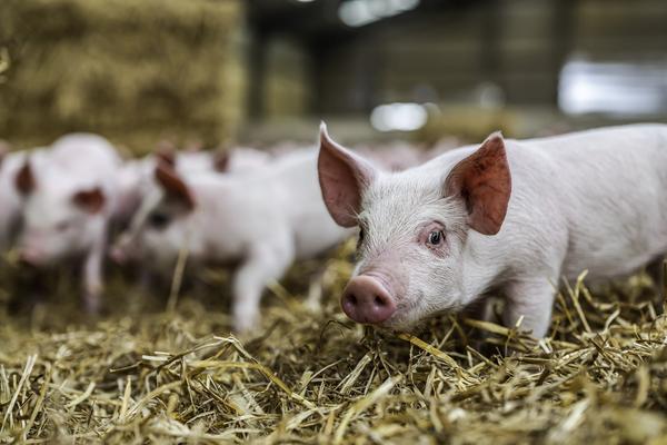Criadores de cerdos_ CBS Bio Platforms muestra los últimos conocimientos y opciones para ayudarlos - Image 1