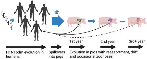 EE.UU. - Influenza porcina: Virus con potencial zoonótico - Image 1