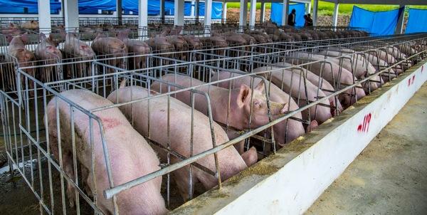 Rep. Dominicana - Inician proyecto de bioseguridad en cerdos - Image 1